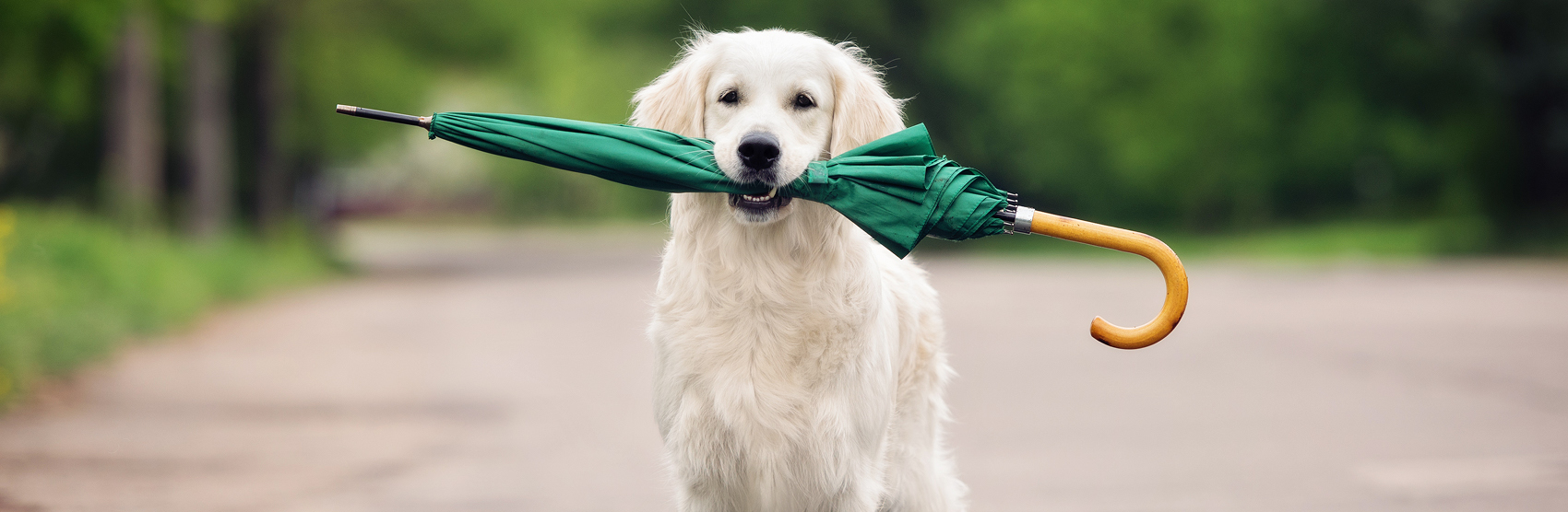White dog holding a green umbrella